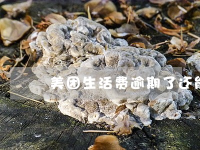 美团生活费逾期了还能借吗 美团生活费逾期了还能借吗
