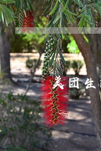 美团生活费逾期会关闭分期吗