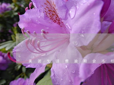 美团生活费逾期会冻结吗