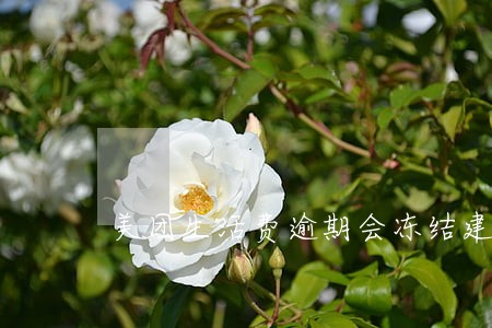 美团生活费逾期会冻结建行卡吗
