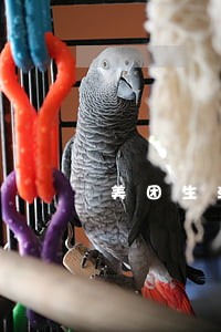 美团生活费逾期会列入失信人员吗 美团生活费逾期会列入失信人员吗