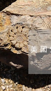 美团生活费逾期会取消分期吗