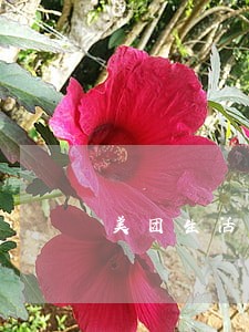 美团生活费逾期会找到村里来吗
