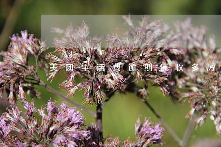 美团生活费逾期催收多厉害 美团生活费逾期催收多厉害