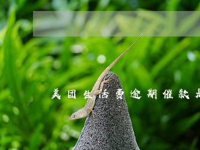 美团生活费逾期催款是真的吗 美团生活费逾期催款是真的吗