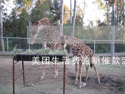 美团生活费逾期催款流程 美团生活费逾期催款流程
