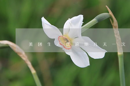 美团生活费逾期几天一次性还清 美团生活费逾期几天一次性还清