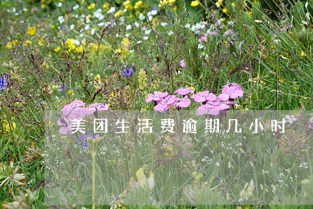 美团生活费逾期几小时 美团生活费逾期几小时
