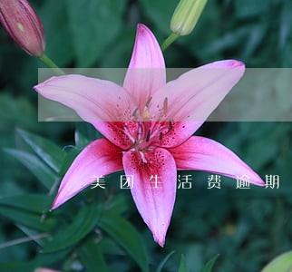 美团生活费逾期利息多少 美团生活费逾期利息多少