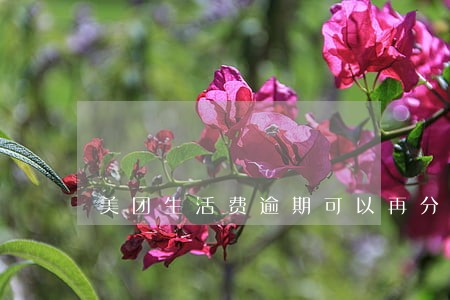 美团生活费逾期可以再分期吗 美团生活费逾期可以再分期吗