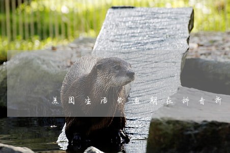 美团生活费逾期在抖音折扣信息 美团生活费逾期在抖音折扣信息