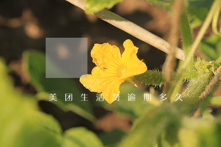 美团生活费逾期多久 美团生活费逾期多久