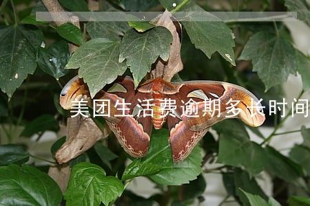 美团生活费逾期多长时间去村委会 美团生活费逾期多长时间去村委会