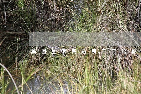 美团生活费逾期天天给你发消息 美团生活费逾期天天给你发消息