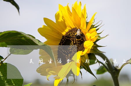 美团生活费逾期天天说上门 美团生活费逾期天天说上门