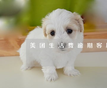 美团生活费逾期客服提额拿提成吗 美团生活费逾期客服提额拿提成吗
