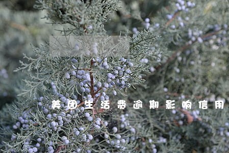 美团生活费逾期影响信用卡吗 美团生活费逾期影响信用卡吗