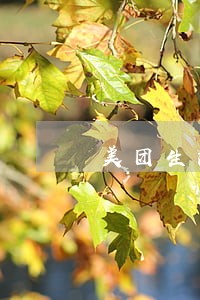 美团生活费逾期打电话给父母 美团生活费逾期打电话给父母