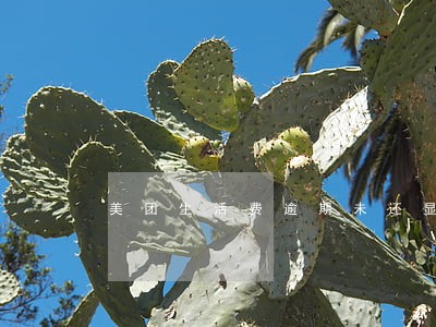 美团生活费逾期未还显示已还 美团生活费逾期未还显示已还