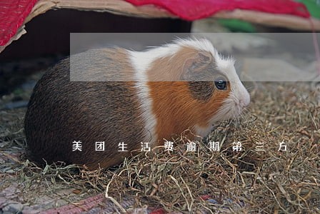 美团生活费逾期第三方 美团生活费逾期第三方