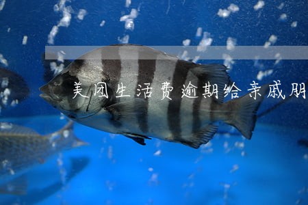 美团生活费逾期给亲戚朋友打电话 美团生活费逾期给亲戚朋友打电话