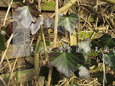 美团生活费逾期美团还能用吗 美团生活费逾期美团还能用吗