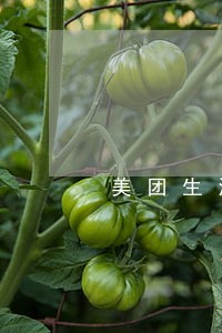 美团生活费逾期说要全额还款 美团生活费逾期说要全额还款