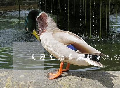 美团生活费逾期走流程 美团生活费逾期走流程