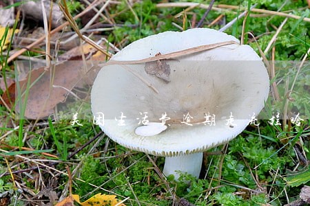 美团生活费逾期走流程啥意思 美团生活费逾期走流程啥意思