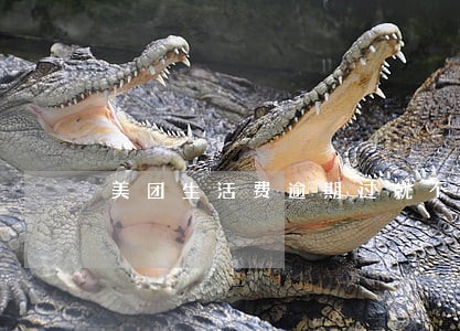 美团生活费逾期过就不能在借 美团生活费逾期过就不能在借