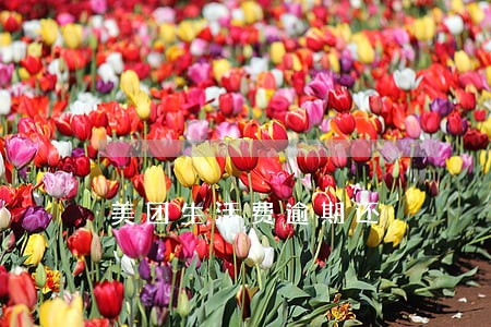 美团生活费逾期还 美团生活费逾期还