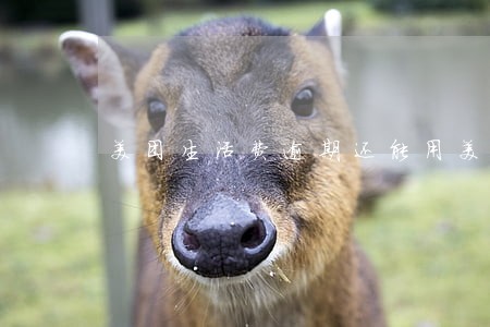 美团生活费逾期还能用美团吗 美团生活费逾期还能用美团吗