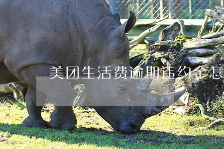 美团生活费逾期违约金怎么算 美团生活费逾期违约金怎么算
