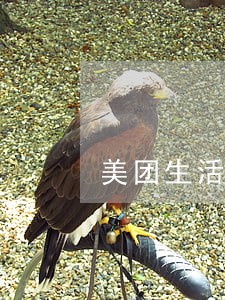 美团生活费逾期银行卡转钱 美团生活费逾期银行卡转钱