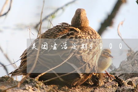 美团生活逾期5000 美团生活逾期5000