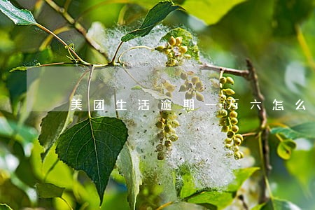 美团生活逾期一万六怎么办 美团生活逾期一万六怎么办