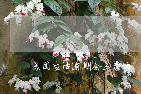 美团生活逾期会立案吗 美团生活逾期会立案吗