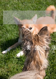 美团生活逾期几天上征信 美团生活逾期几天上征信