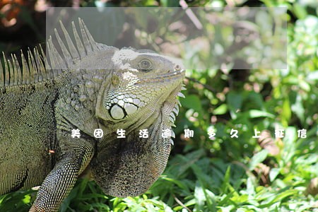 美团生活逾期多久上征信 美团生活逾期多久上征信