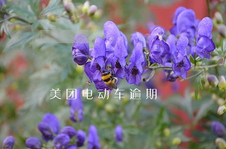 美团电动车逾期 美团电动车逾期