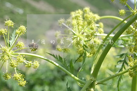美团的买单逾期会影响征信吗 美团的买单逾期会影响征信吗