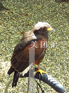 美团第三方说逾期已垫付诉讼费 美团第三方说逾期已垫付诉讼费
