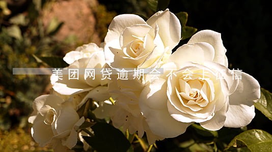 美团网贷逾期会不会上征信 美团网贷逾期会不会上征信