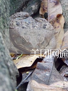 美团网逾期要强制冻结 美团网逾期要强制冻结