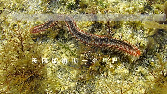 美团能逾期一个月吗 美团能逾期一个月吗