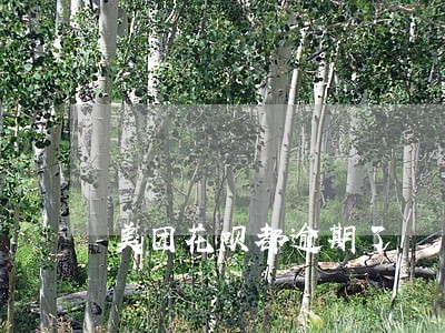 美团花呗都逾期了 美团花呗都逾期了