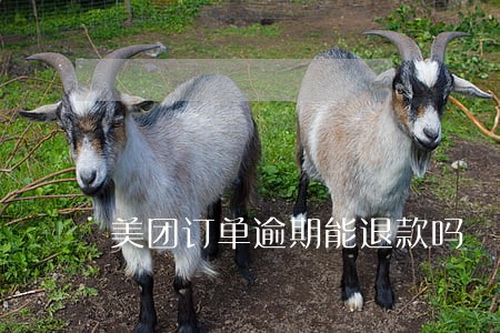美团订单逾期能退款吗 美团订单逾期能退款吗