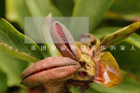 美团说逾期联系你的家人朋友 美团说逾期联系你的家人朋友