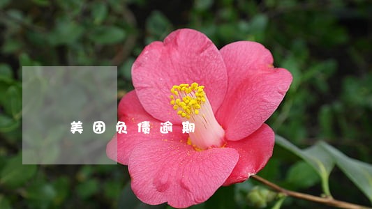 美团负债逾期 美团负债逾期