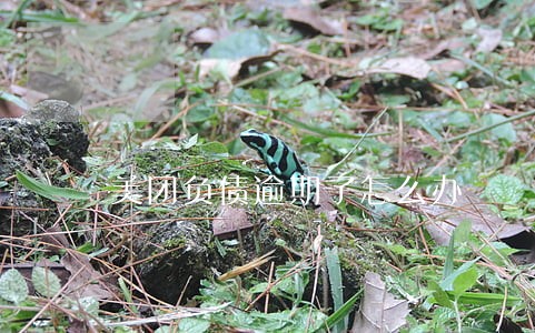 美团负债逾期了怎么办